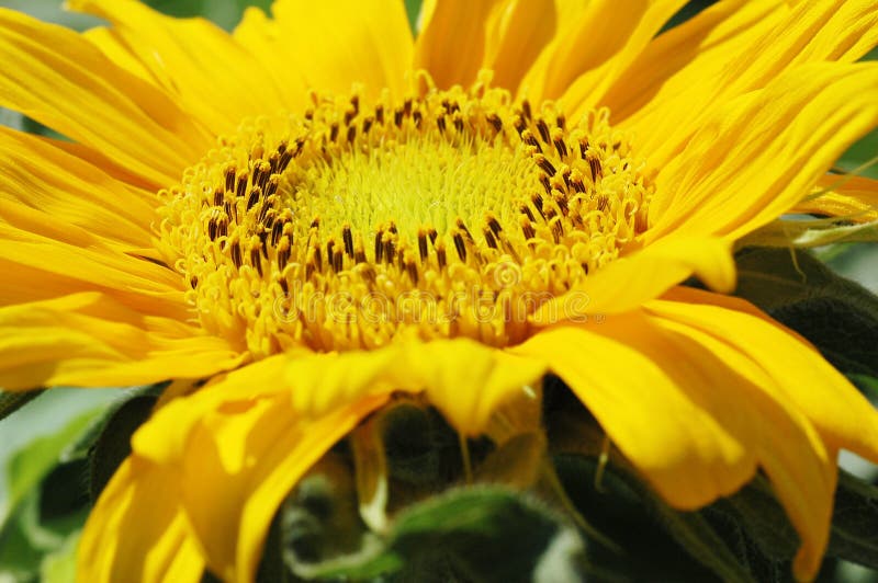 Macro Shot of Sunflower royalty free stock photos