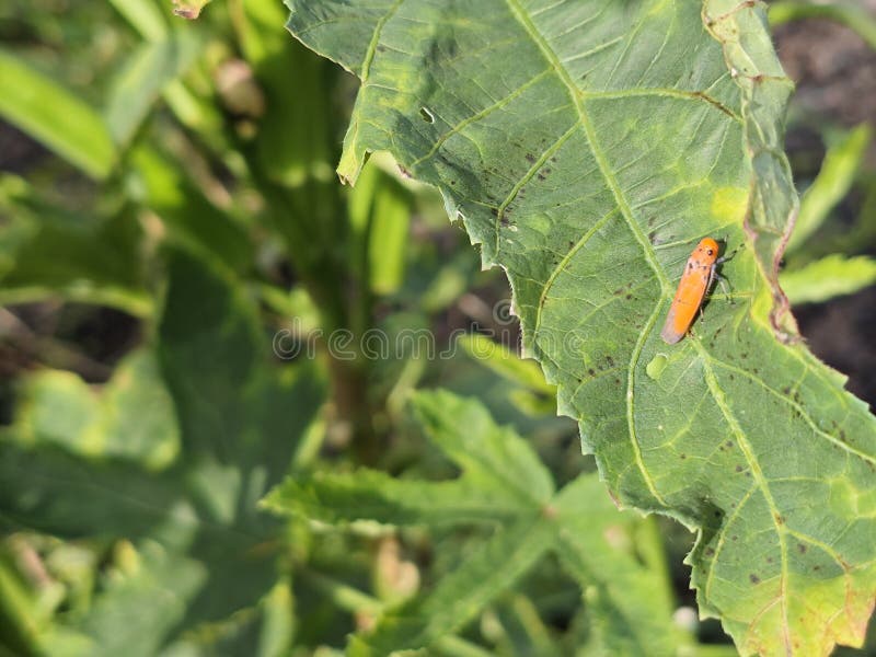 A macro shot of a tiny bright orange insect with black spots resting on a large, jagged green leaf in a garden. royalty free stock images