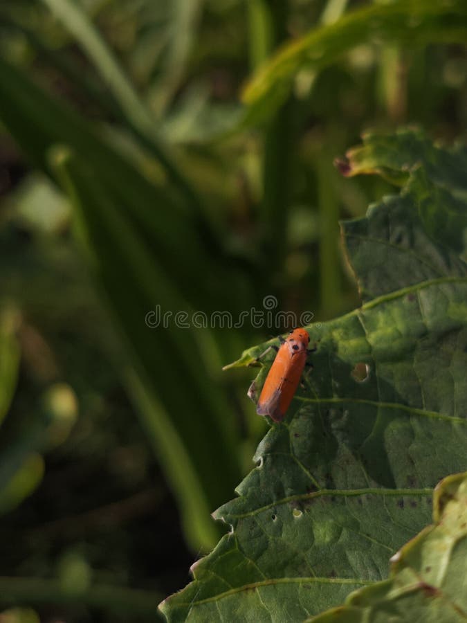 A macro shot of a tiny bright orange insect with black spots resting on a large royalty free stock photo
