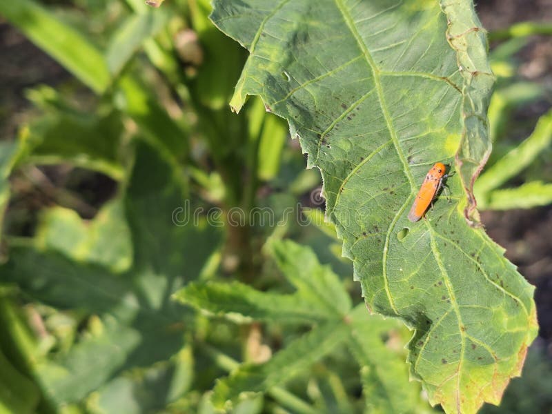 A macro shot of a tiny bright orange insect with black spots resting on a large stock photos