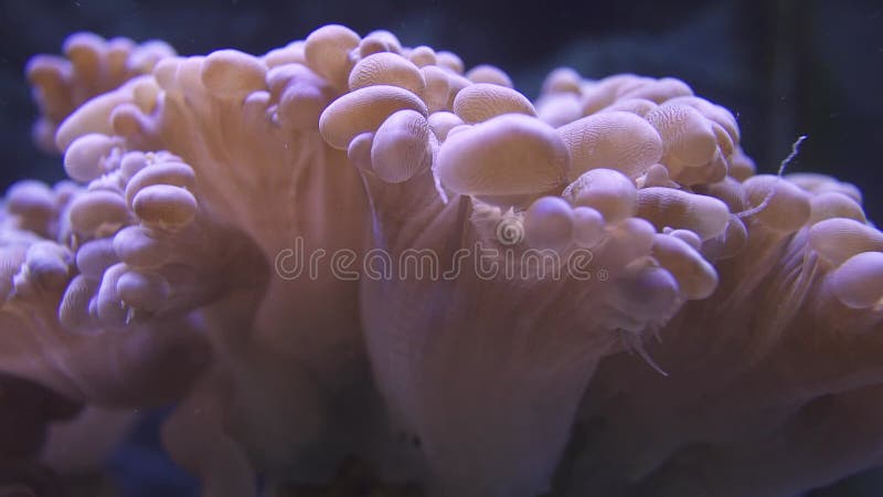 Macro-shot van zachte koralen in het aquarium in het oceaanpark.