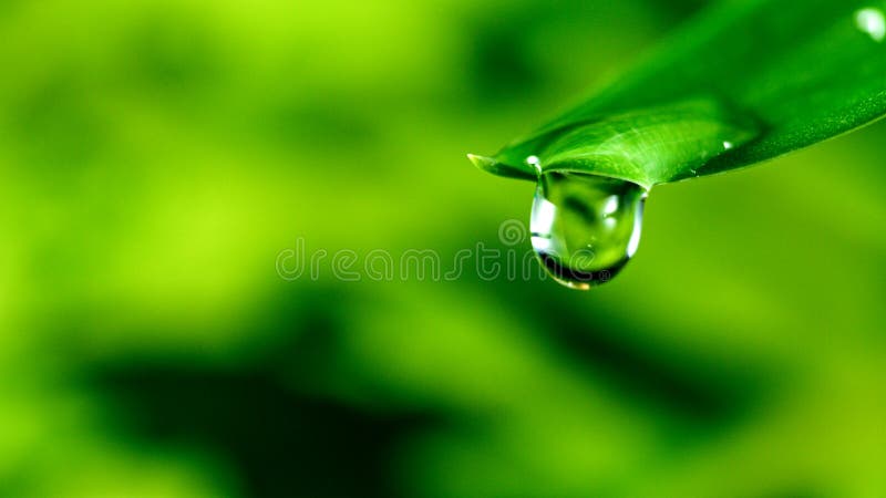 Macro shot of water drop over the green grass leaf