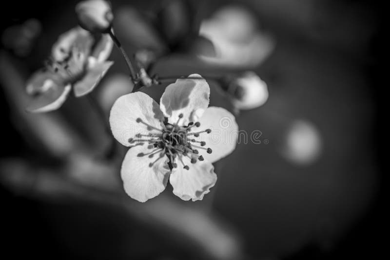 A white blossom on a tree stock image. Image of blooming 152458347