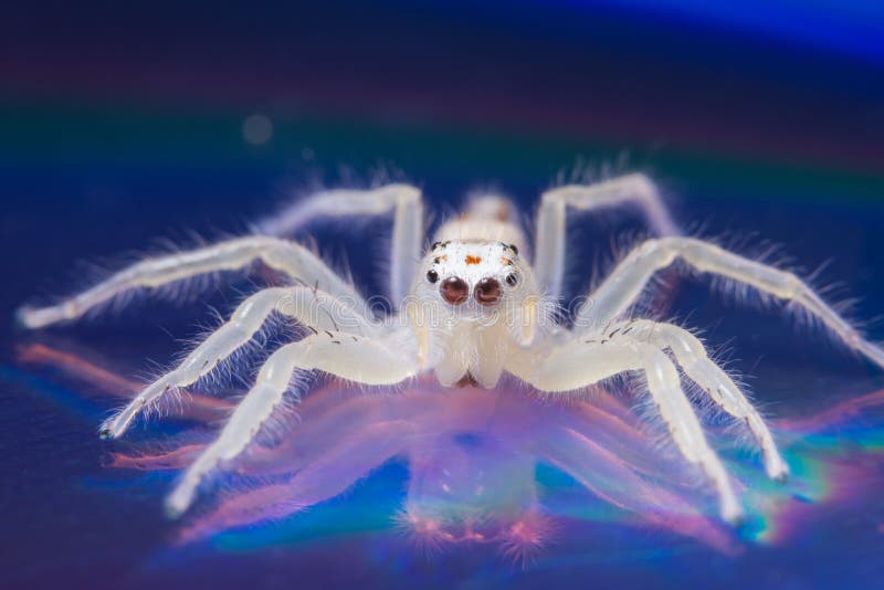 Macro Shot of a White Spider on a Blue Reflective Surface Stock Photo ...