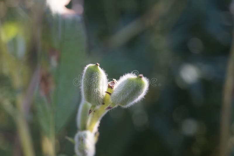 Macro Shot of Willow Tree Buds Stock Photo Image of nature, buds