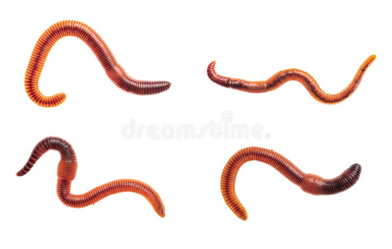 535 Live Earthworm Stock Photos - Free & Royalty-Free Stock Photos from  Dreamstime