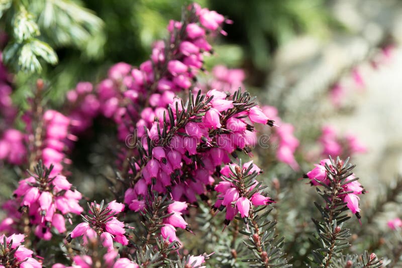 Macro of small purple heather blossoms