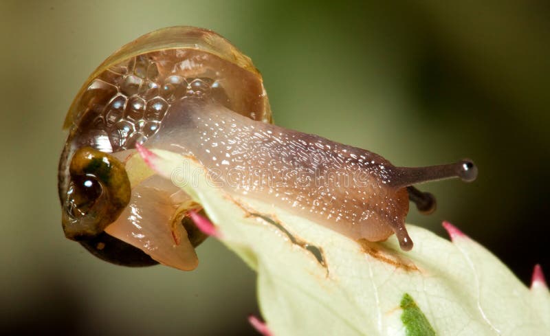 Macro of a small slimy brown snail