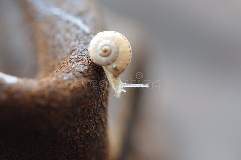 Macro - Snail