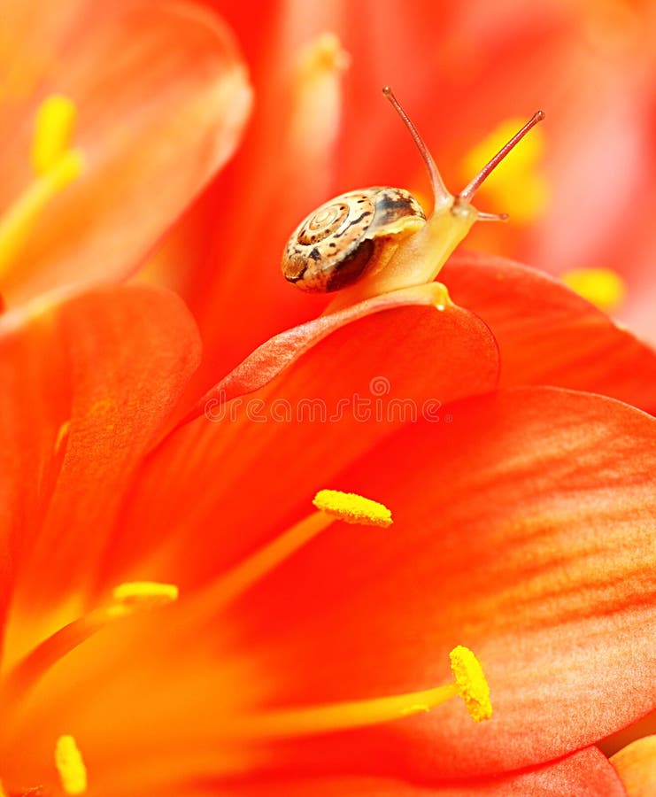 Macro on snail