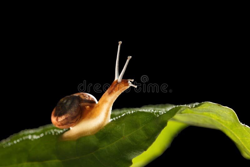 Macro of snail looks up from green grass leaf isolated on black background. Macro of snail looks up from green grass leaf isolated on black background