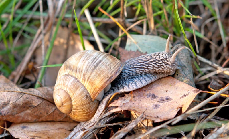 Macro snail