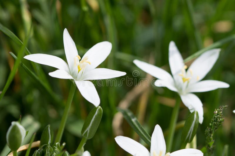 Macro Sobre La Flor Silvestre Blanca De Primavera Imagen de archivo -  Imagen de hierba, verano: 157046627
