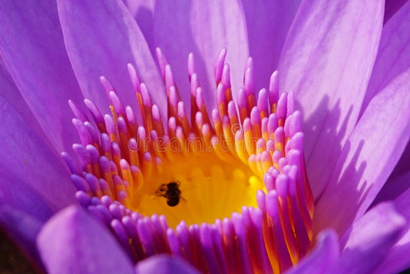 Macro image of soft purple color water lily flower. stock images Macro image of soft purple color water lily flower. stock images