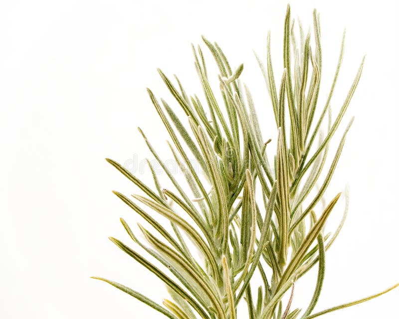 Tarragon herb stock photo. Image of tarragon, isolated 11487652