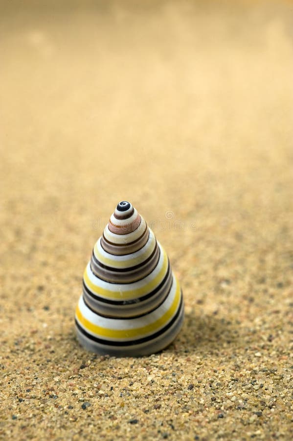 Macro studio shot of beautiful sea shell