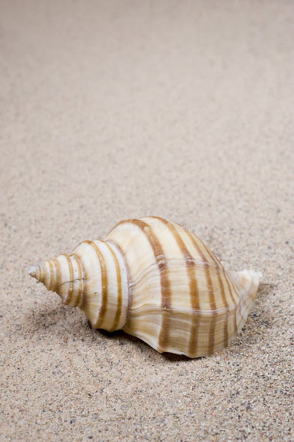 Macro studio shot of beautiful sea shell