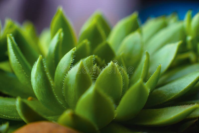 Macro of the Succulent. Meaty Juicy Green Succulent Petals Stock Photo ...