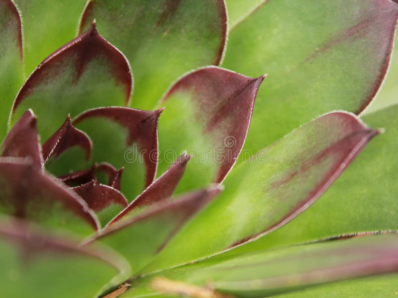 Macro Succulent nel deserto del Colorado fotografia stock