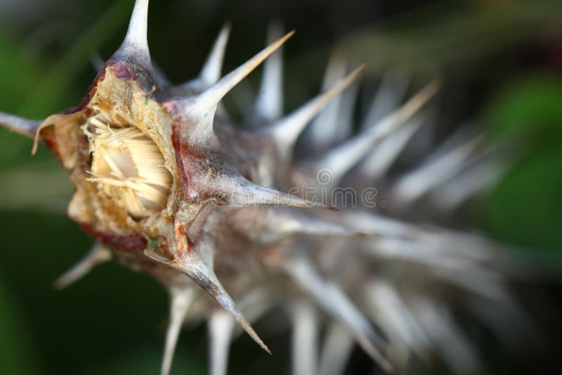 Macro Succulent Thorns Medicated Plant Stock Photo - Image of medicated ...