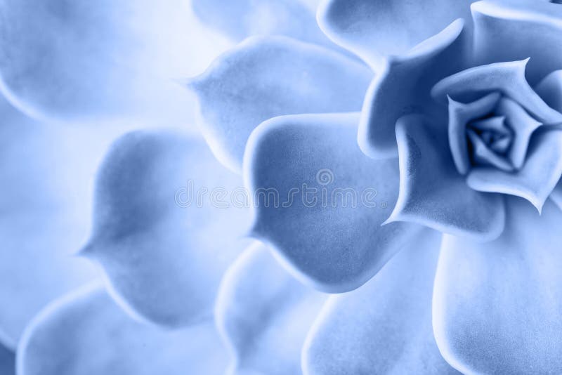 Macro succulenta colorata in blu chiaro del 2020 fotografie stock