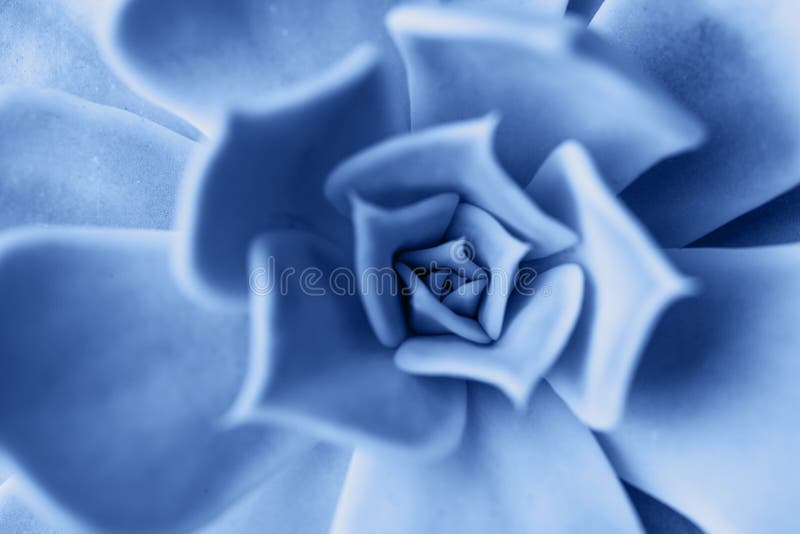 Macro succulenta colorata in blu chiaro del 2020. Pianta macrosucculenta colorata di colore blu del 2020
