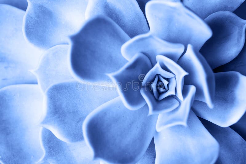 Macro succulenta colorata in blu chiaro del 2020 fotografia stock libera da diritti