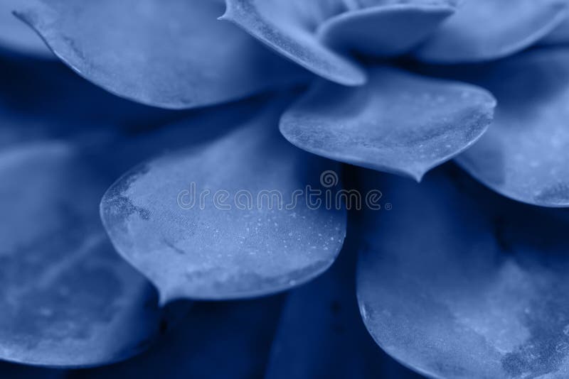 Macro succulenta colorata in blu chiaro del 2020 immagine stock libera da diritti