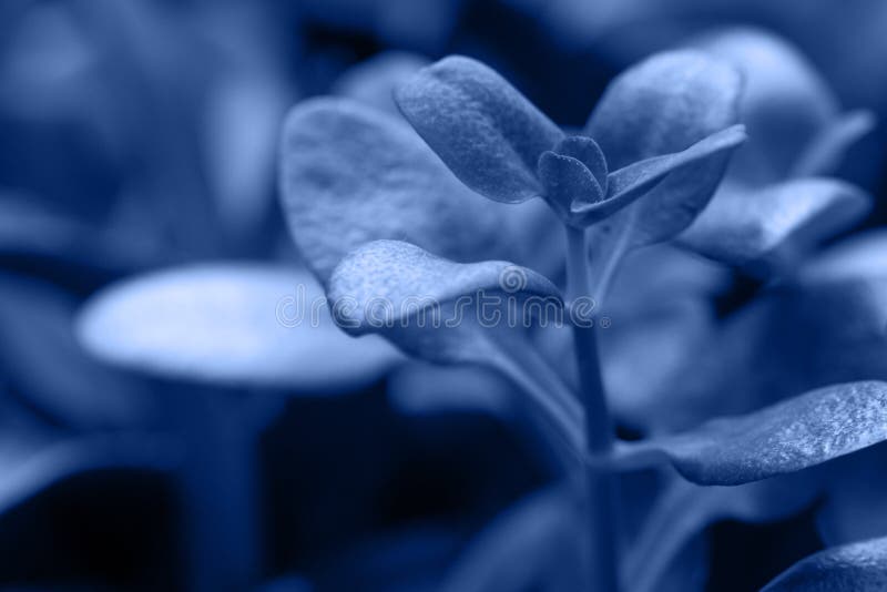 Macro succulenta colorata in blu chiaro del 2020 immagine stock libera da diritti