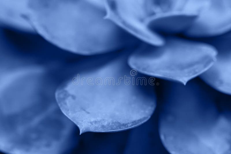Macro succulenta colorata in blu chiaro del 2020 immagine stock