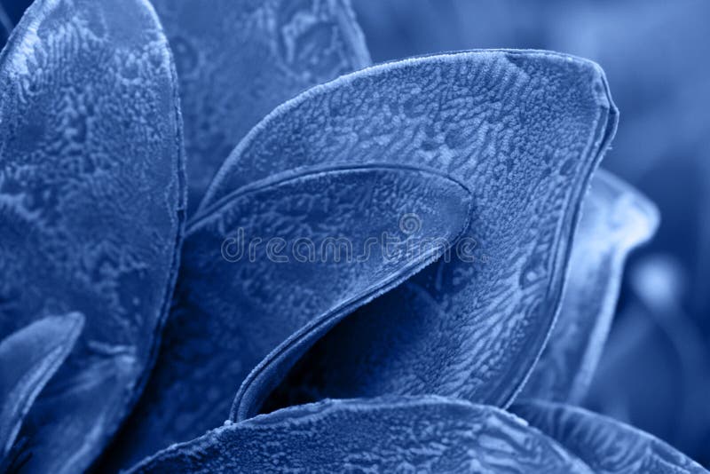 Macro succulenta colorata in blu chiaro del 2020 fotografia stock