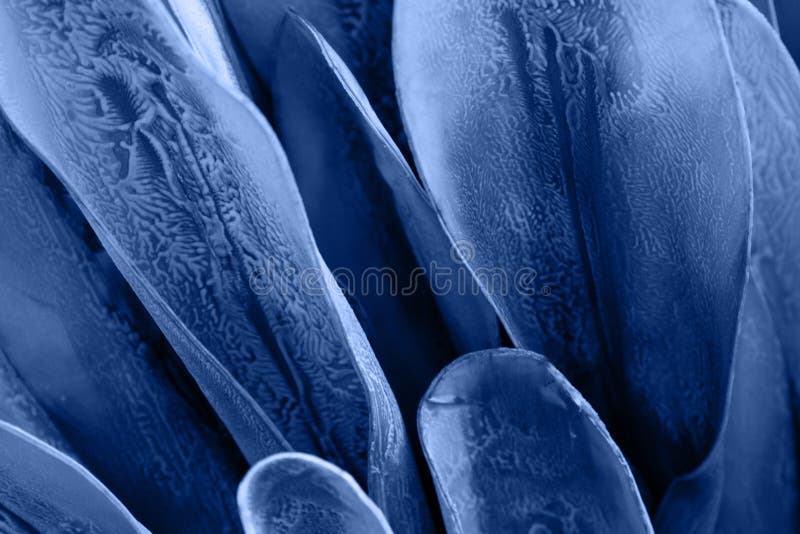 Macro succulenta colorata in blu chiaro del 2020 fotografie stock
