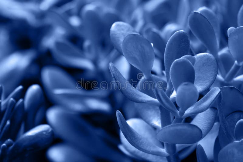 Macro succulenta colorata in blu chiaro del 2020 fotografie stock libere da diritti