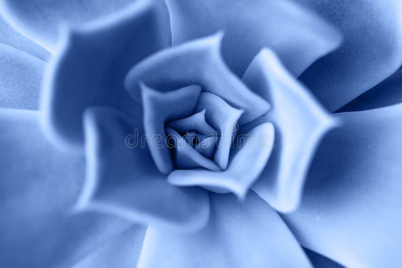 Macro succulenta colorata in blu chiaro del 2020 immagine stock libera da diritti
