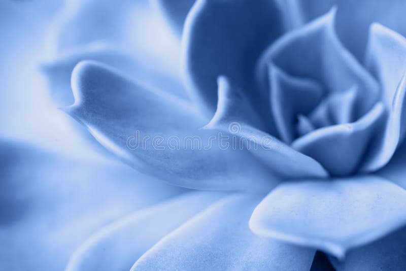 Macro succulenta colorata in blu chiaro del 2020 fotografie stock libere da diritti