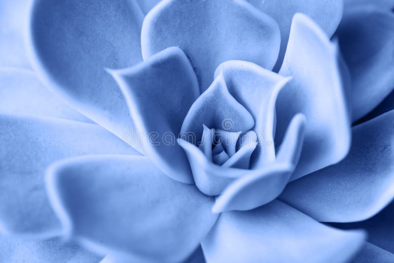 Macro succulenta colorata in blu chiaro del 2020 immagine stock