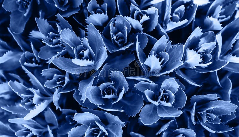 Macro succulenta colorata in blu chiaro del 2020 fotografie stock libere da diritti