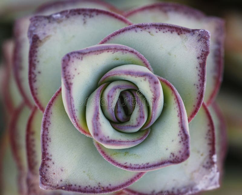 Macro succulente immagini stock libere da diritti