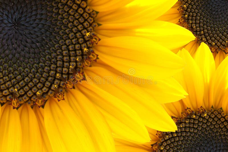 Macro of sun flower