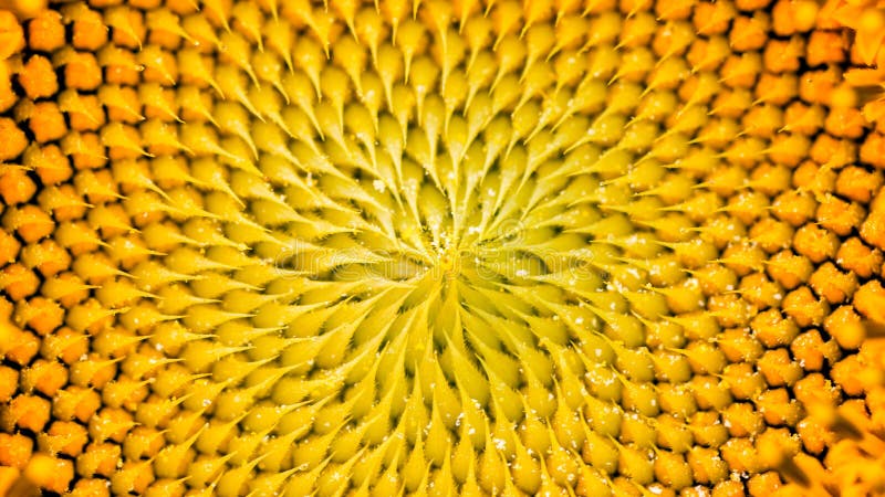 Macro sunflower royalty free stock image Macro sunflower royalty free stock image