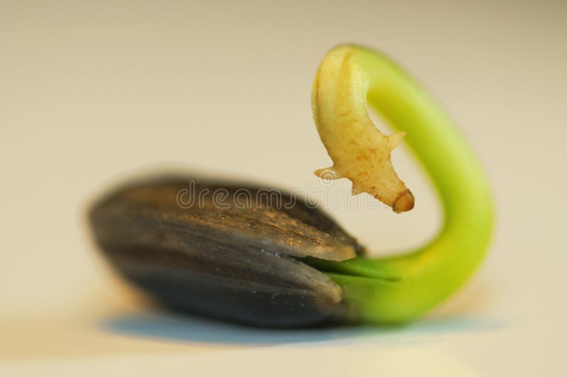 Macro Sunflower Seedling royalty free stock photo Macro Sunflower Seedling royalty free stock photo