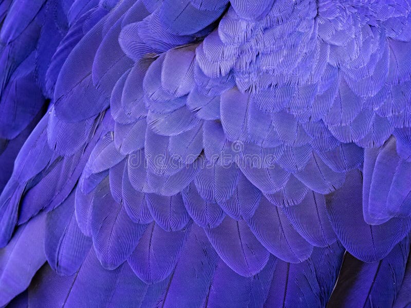 Macro sur Hyacinth Macaw Feathers images stock Macro sur Hyacinth Macaw Feathers images stock