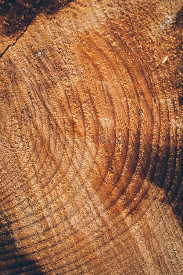 Macro Texture of Cut Tree Trunk. Stump of Pine Tree. Wood Texture and