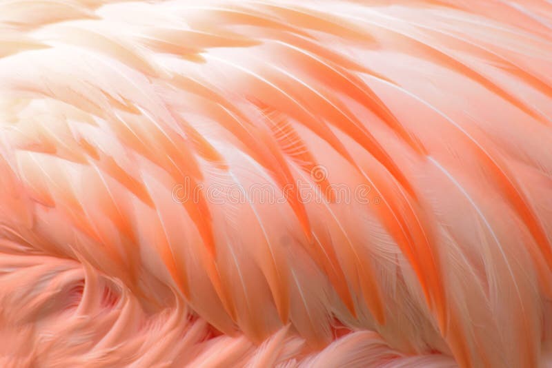 Macro texture of Flamingo bird feathers royalty free stock photos