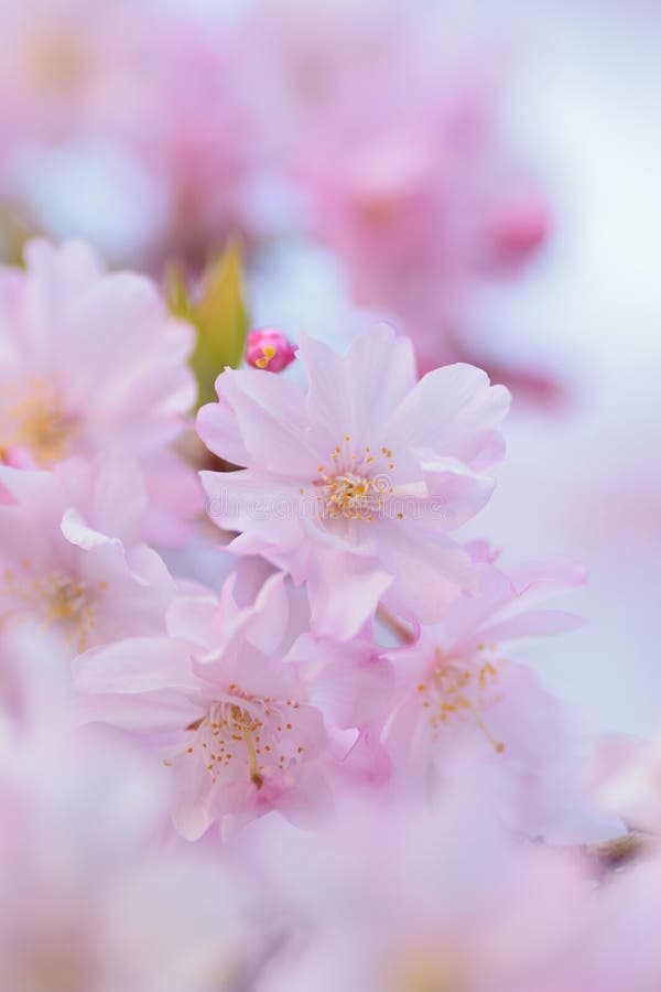 Macro Texture of Japanese Pink Weeping Cherry Blossoms Stock Photo ...