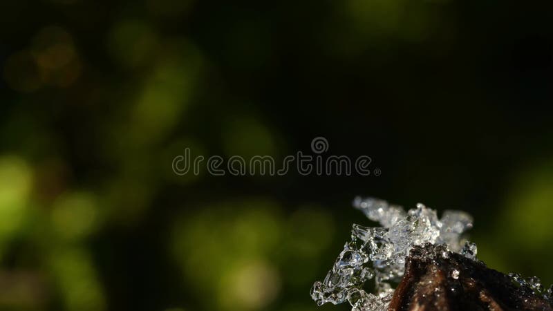 Macro time-lapse, ice defrosting on a green