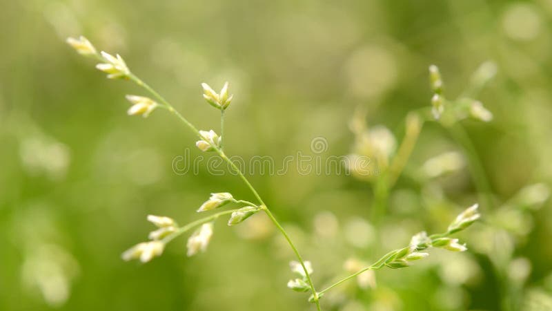 Macro tir d'herbe avec des graines clips vidéos