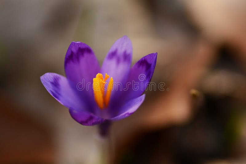 Macro tir d'isolement d'un crocus images stock Macro tir d'isolement d'un crocus images stock
