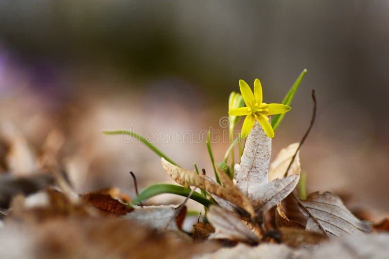 Macro tir d'une fleur jaune de ressort photographie stock libre de droits Macro tir d'une fleur jaune de ressort photographie stock libre de droits