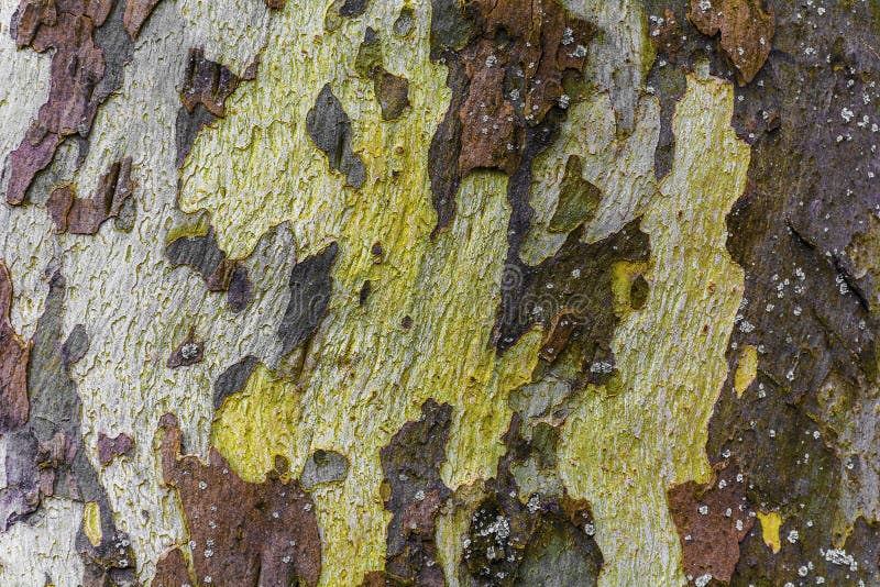 Macro tir d'écorce d'arbre photographie stock libre de droits Macro tir d'écorce d'arbre photographie stock libre de droits